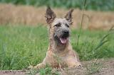 BOUVIER DES ARDENNES 342